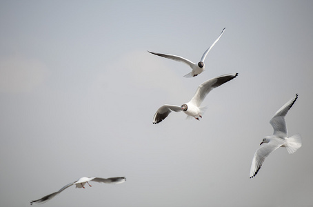 可爱的海鸥图片-可爱的海鸥素材-可爱的海鸥插画-摄图新视界