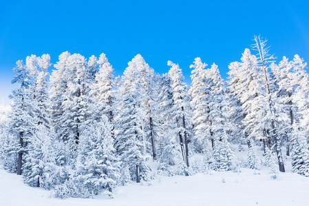 冬季景观山地森林雪