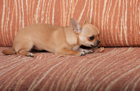 吉娃娃小狗躺在沙发上，4 个月大女