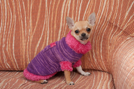 吉娃娃小狗穿套头毛衣坐在沙发上