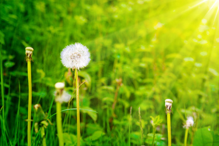 蒲公英在阳光背景下的草地上