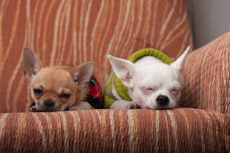 两只吉娃娃狗穿着套头衫搁在沙发上