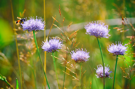 蜜蜂对字段 Scabious 生长在草地上