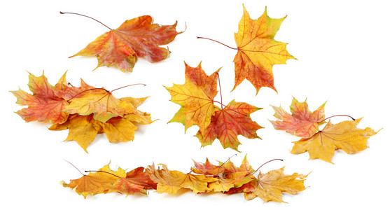 秋天的叶子孤立在一张白纸，拼贴