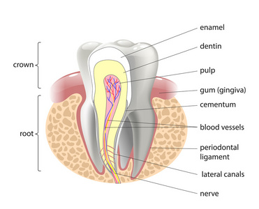 牙，插图的医疗结构