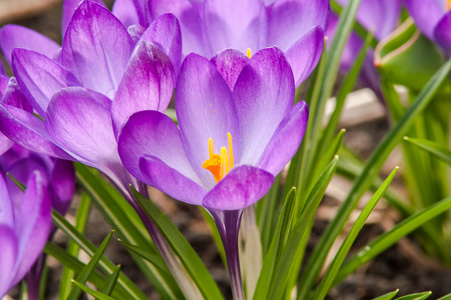 蓝色番红花花