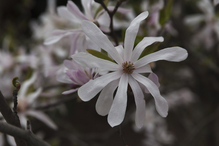 玉兰花树上