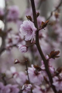 春天树枝上的粉红色花朵