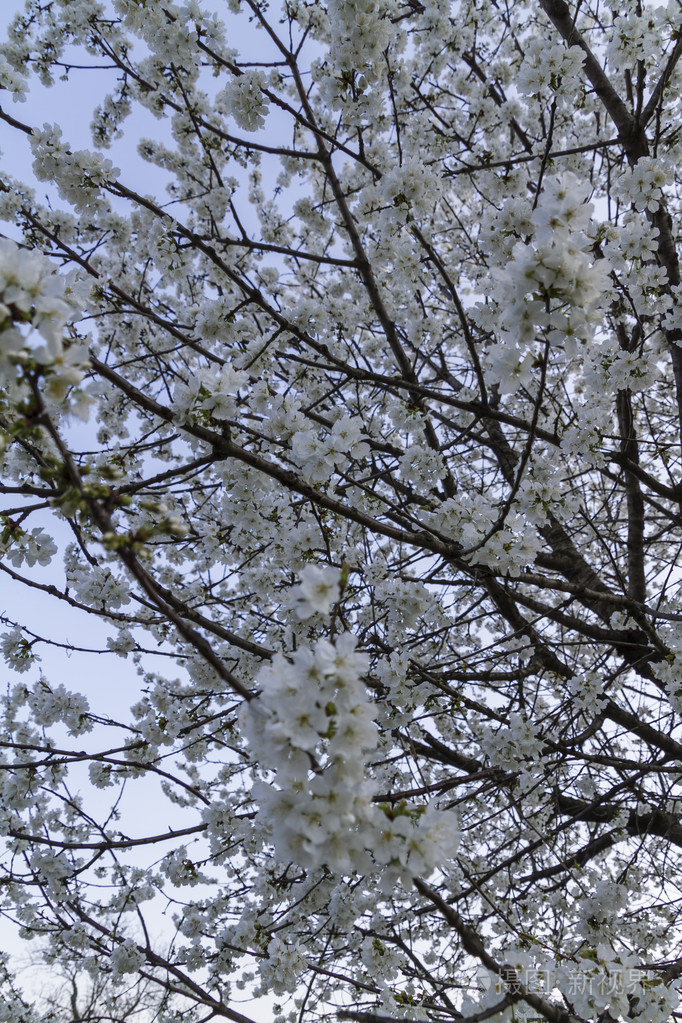 春天开白花的树有哪些图片