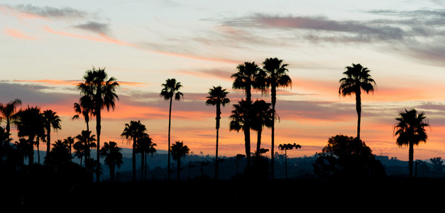 棕榈树西海岸热带加州夕阳天际线