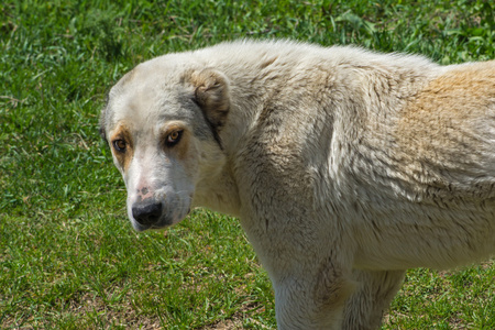 白中央亚洲牧羊犬到达小牛肉, 孤立在白色的法国斗牛犬工作边界牧羊犬