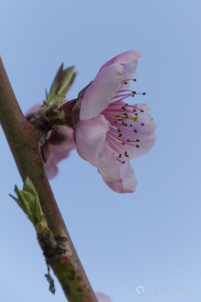 一朵粉红色的桃花