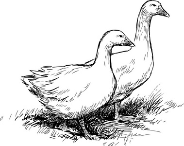 漫步的鹅图片-漫步的鹅素材-漫步的鹅插画-摄图新视界