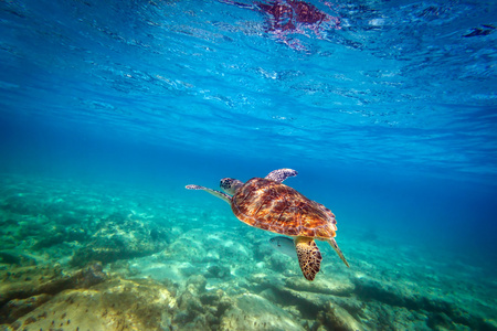 绿海龟在加勒比海游泳