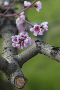 桃花在树上