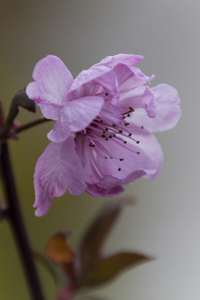 春天树枝上的粉红色花朵