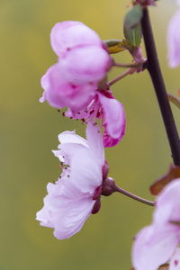 春天树枝上的粉红色花朵