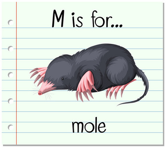 抽认卡字母 M 为鼹鼠