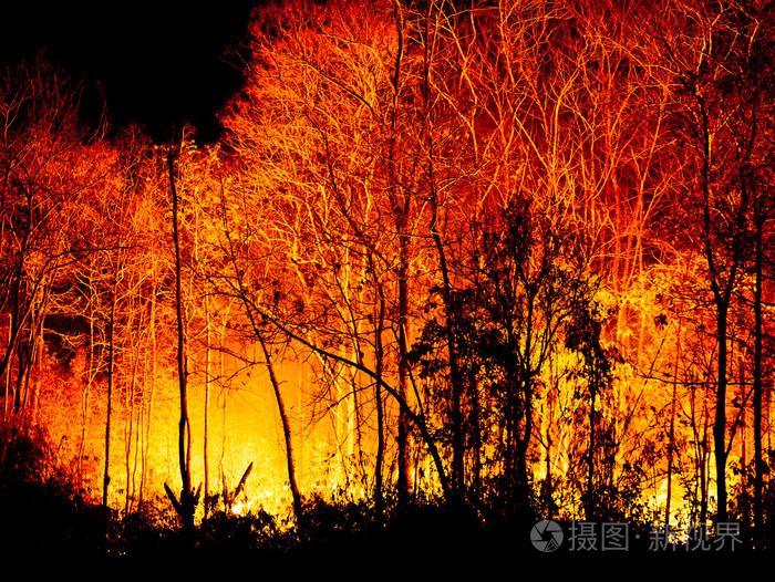森林大火在夜间燃烧