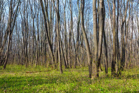 角树森林在春天