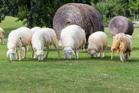 羊在吃草
