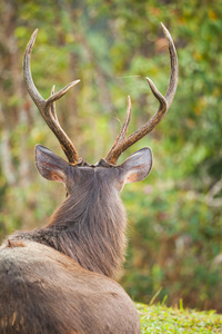 梅花鹿是一只大鹿原产于印度