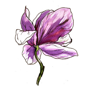 紫玉兰花开花