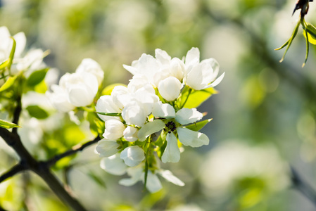 苹果树开花