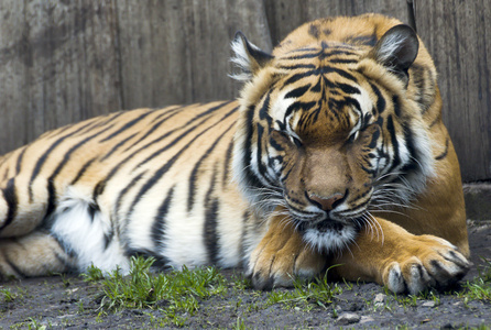美丽的马来西亚老虎在动物园