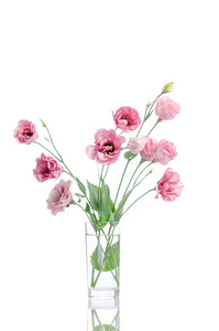 束粉红色桔梗花玻璃花瓶上白色孤立