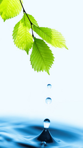 绿色的树叶与水滴