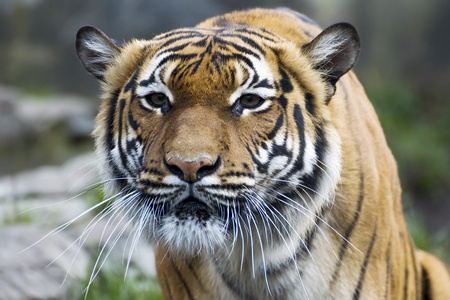 美丽的马来西亚老虎在动物园