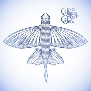 男人对飞鱼的爱好.