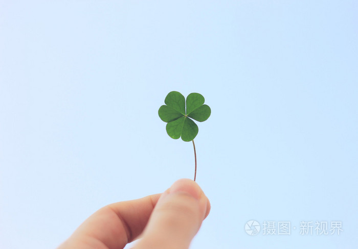 手中拿着三叶草