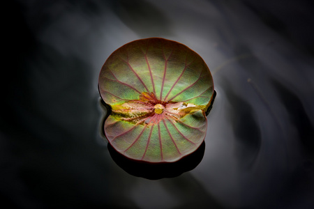 莲花 开花 分公司