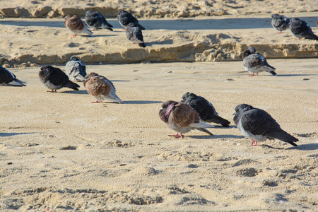 在巢的鸽子图片