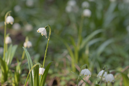 Leucojum 弗纳姆，春天的花朵，在自然保护区