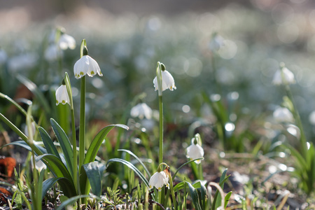 Leucojum 弗纳姆，春天的花朵，在自然保护区