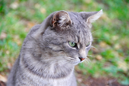 一只灰色的猫的肖像