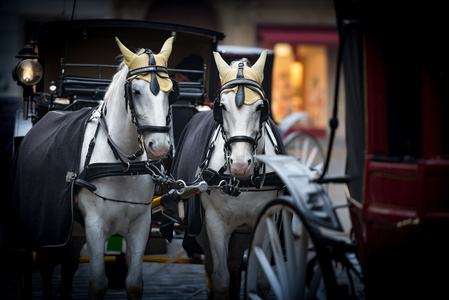 马和马车上 stefansplatz 在维也纳