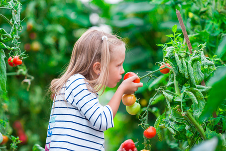 可爱的小女孩，收集作物黄瓜和番茄的温室
