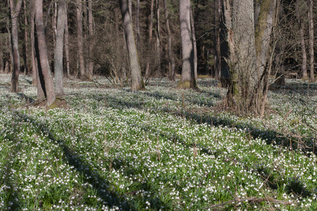 Leucojum 弗纳姆，春天的花朵，在自然保护区