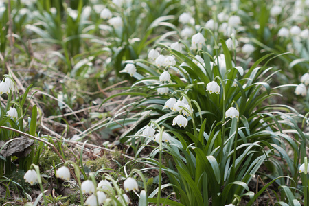 Leucojum 弗纳姆，春天的花朵，在自然保护区