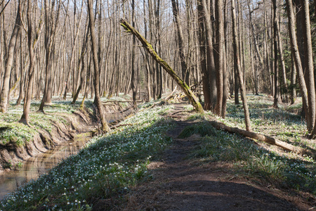 Leucojum 弗纳姆，春天的花朵，在自然保护区