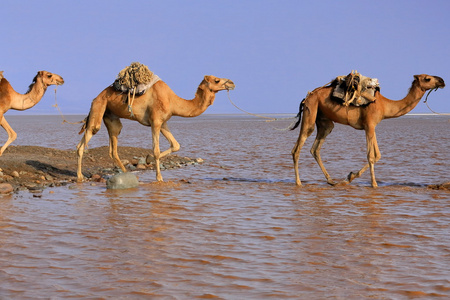 远处牧民驾驶着一群德罗姆达利的骆驼。 丹麦