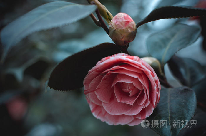 盛开的明亮的粉红色茶花