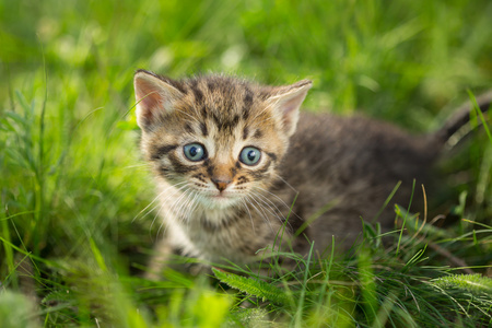 在绿色草地上的虎斑小猫