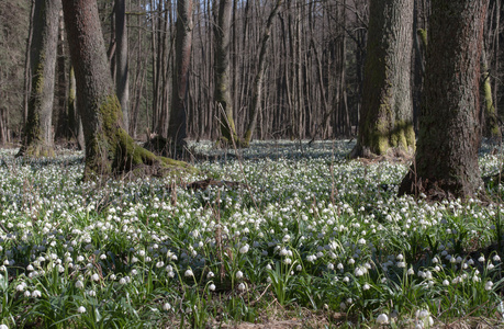 Leucojum 弗纳姆，春天的花朵，在自然保护区