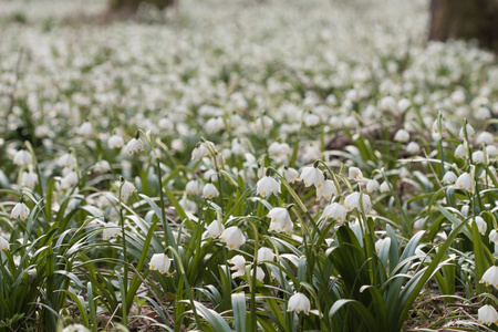 Leucojum 弗纳姆，春天的花朵，在自然保护区