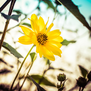 田野里的一朵黄花